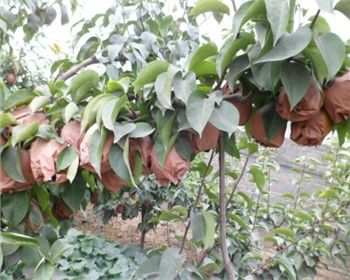 河南晚秋黃梨苗廠家為您分享多年種植技巧！