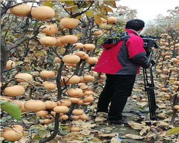 河南梨樹(shù)苗在套袋的時(shí)候注意哪些問(wèn)題呢？