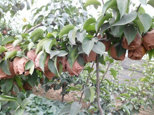 河南梨樹(shù)苗