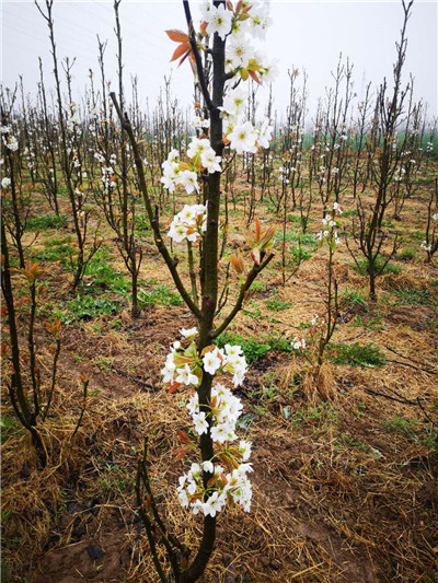 河南晚秋黃梨苗