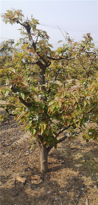 河南晚秋黃梨苗