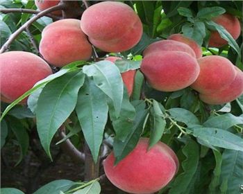 河南桃樹(shù)苗來(lái)教您花卉什么時(shí)間修剪比較好? 怎么樣進(jìn)行摘心?