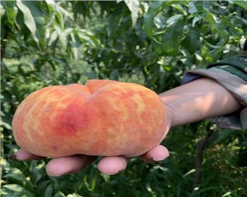 關(guān)于蘋(píng)果防裂果的問(wèn)題，河南桃樹(shù)苗來(lái)為您解答