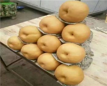 又到了晚秋黃梨的栽培時(shí)間，如何栽培才能產(chǎn)量高、品質(zhì)好？