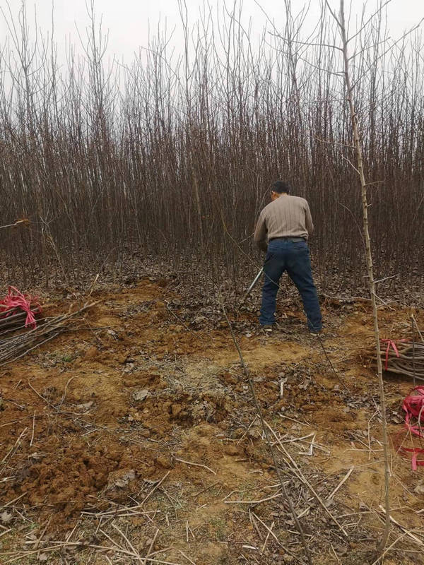 蜜梨一號(hào)基地