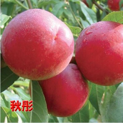 河南桃樹(shù)苗