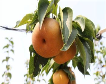 晚秋黃梨，初次掛果是在第幾年