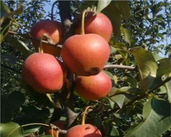 河南晚秋黃梨苗批發(fā)廠家告訴您怎么鑒別晚秋黃梨苗的質(zhì)量