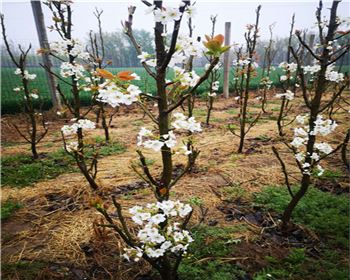 河南晚秋黃梨苗廠家分享應該如何放蟲蛀