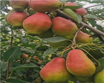 河南梨樹苗基地分享梨樹苗栽種時需要注意什么