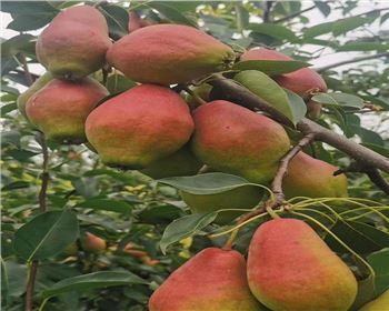 河南梨樹苗分享冬季梨樹養(yǎng)護指南：細心呵護，迎接春天的芬芳