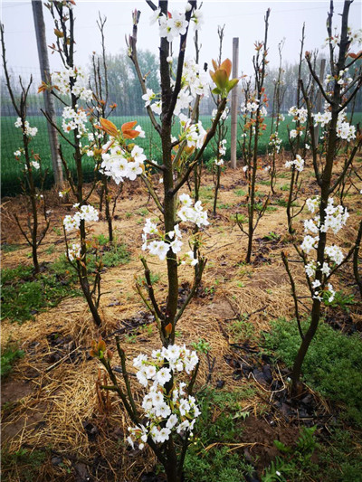 河南梨樹苗廠家