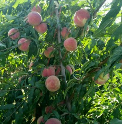 河南桃樹苗廠家